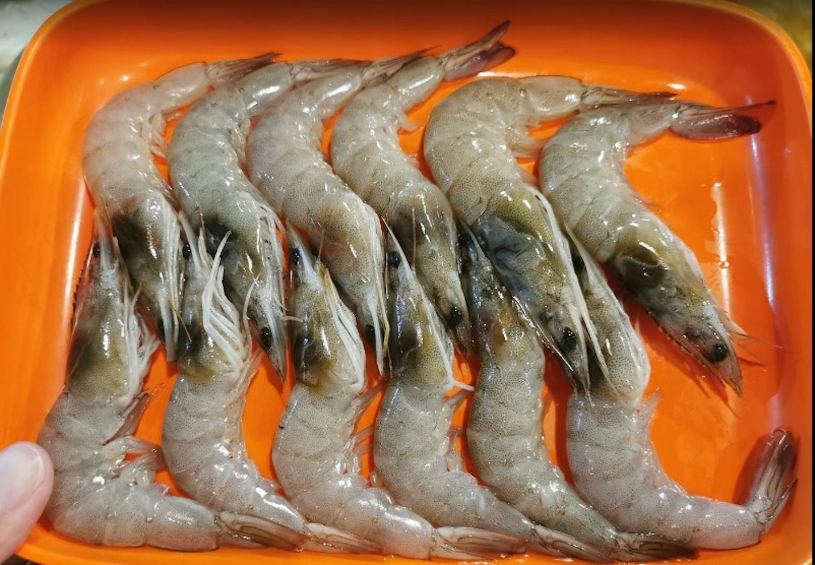 Suki Tee Noi | yathar